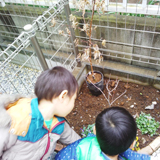 千葉県市川市もみじ（カエデ）とジューンベリーの植樹風景