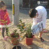 植樹の様子