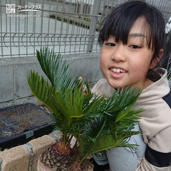 ソテツ植樹後の記念写真②