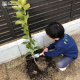 レモン植樹の様子