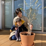 オリーブ植樹の様子