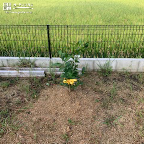 植樹後の記念樹①