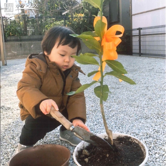 レモン植樹の様子