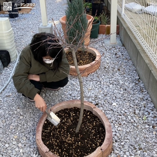 ジューンベリー植樹の様子