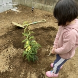 シラカシ植樹の様子