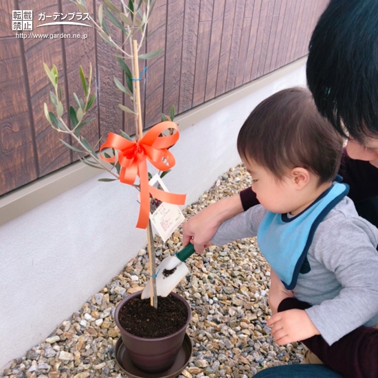 オリーブ植樹の様子