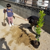 レモン植樹の様子①