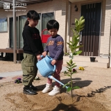 レモン植樹の様子②