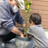 レモン植樹の様子