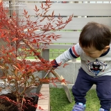 ナンテン植樹の様子