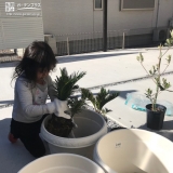 ソテツ植樹の様子①