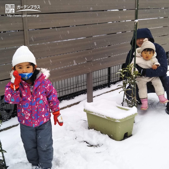 キンモクセイ植樹の様子