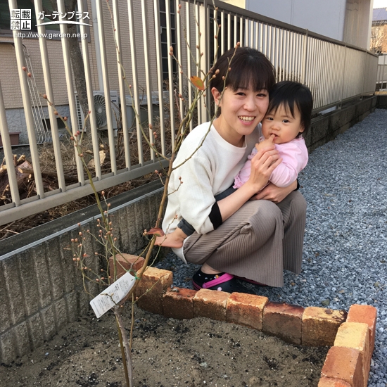 植樹後のブルーベリー