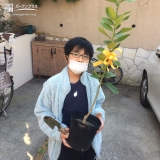 植樹前のレモン