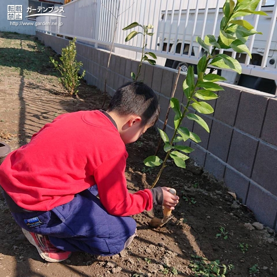 レモン植樹の様子