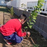 レモン植樹の様子