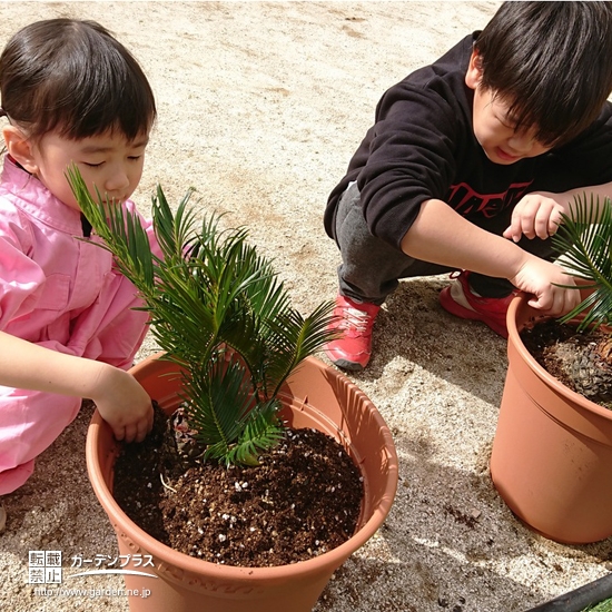 ソテツ植樹の様子