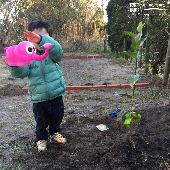 レモン植樹の様子②