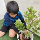 月桂樹植樹の様子