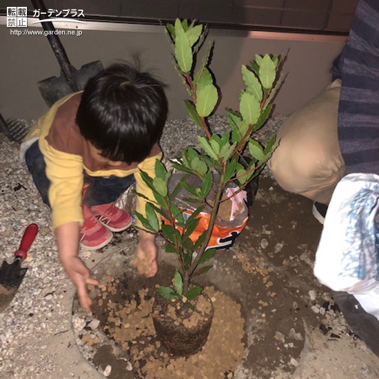 月桂樹植樹の様子