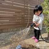 ブルーベリー植樹の様子①