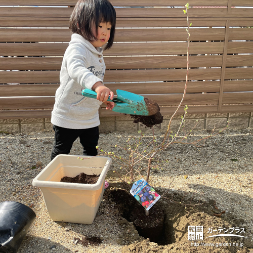 ブルーベリー植樹の様子③