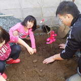 愛媛県伊予市もみじ（カエデ）の植樹風景