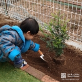 シマトネリコ植樹の様子