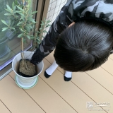 オリーブ植樹の様子
