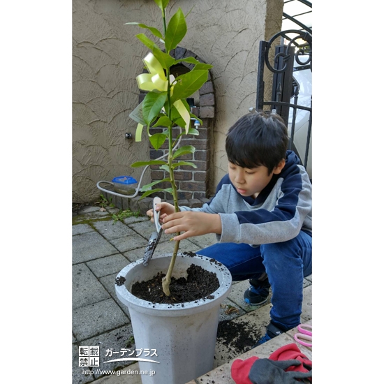 レモン植樹の様子