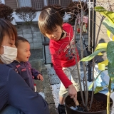 ジューンベリー植樹の様子