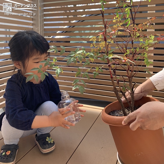 ナンテンへ水やりの様子