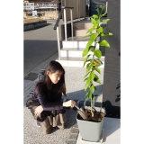 レモン植樹の様子