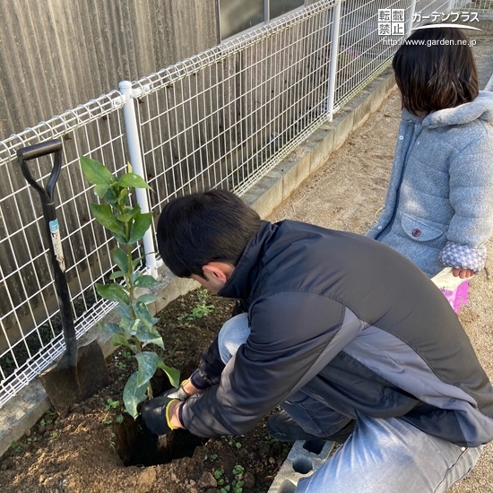 レモン植樹の様子①