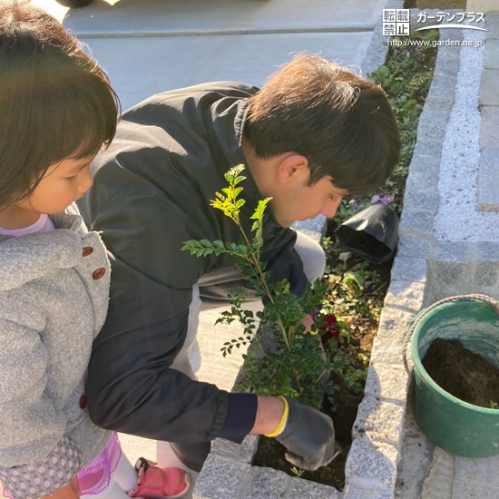 シマトネリコ植樹の様子①