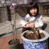 ジューンベリー植樹の様子