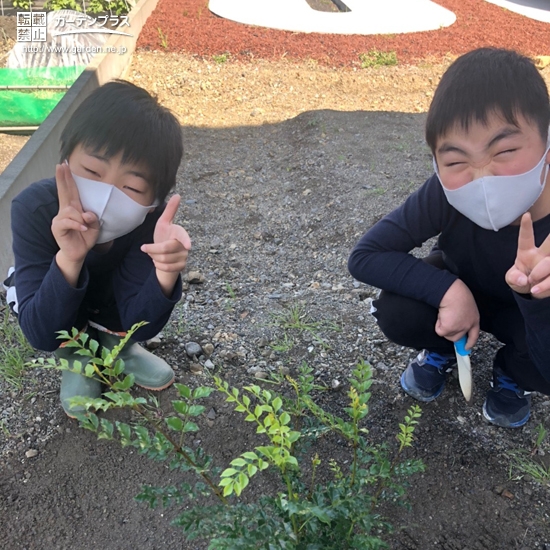 シマトネリコ植樹の様子①