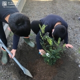 シマトネリコ植樹の様子②