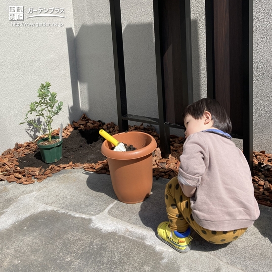 ミモザ植樹の様子