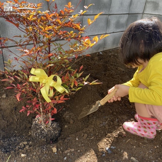 ナンテン植樹の様子②