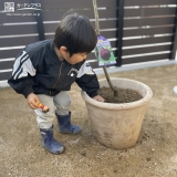 イチジク植樹の様子②