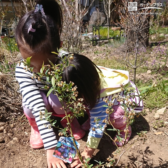 植樹の様子