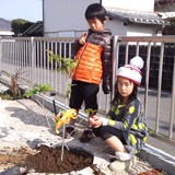 宮崎県日南市月桂樹（ローリエ）とキンモクセイの植樹風景