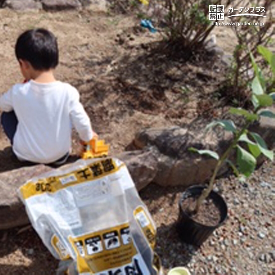 レモン植樹中の写真