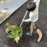 温州ミカン植樹の様子①