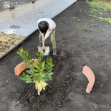 温州ミカン植樹の様子②