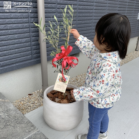 オリーブ植樹後の記念写真