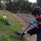 シマトネリコ植樹の様子①