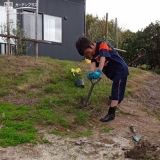 シマトネリコ植樹の様子②