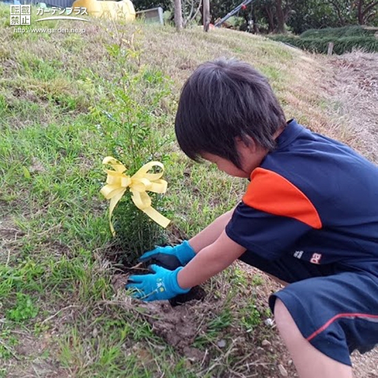 シマトネリコ植樹の様子③